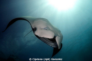 dancing in the sunlight by Cipriano (ripli) Gonzalez 